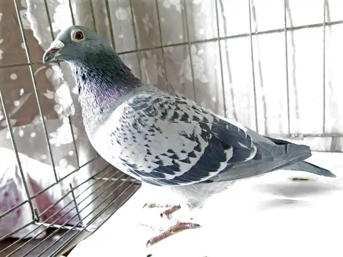 戈马力020血统配夺霸者平辈做出