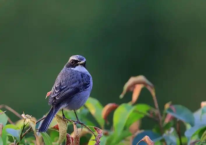 夕阳下的灰林即