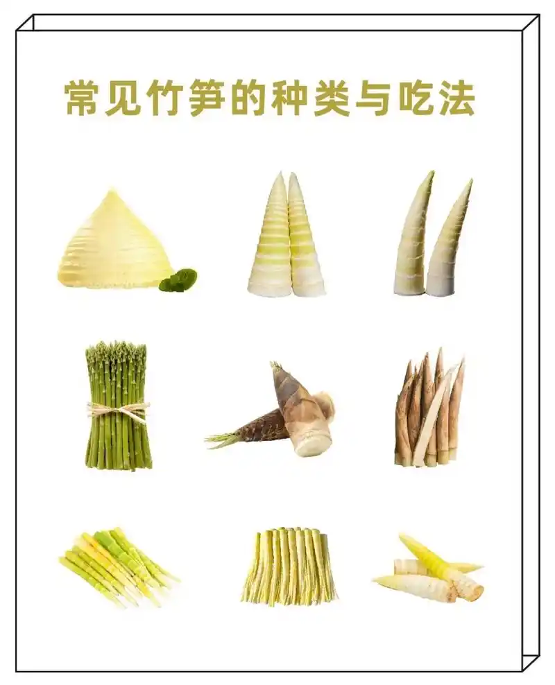 常见竹笋的名称与口感||| 949494食过春笋,039417 - 抖音