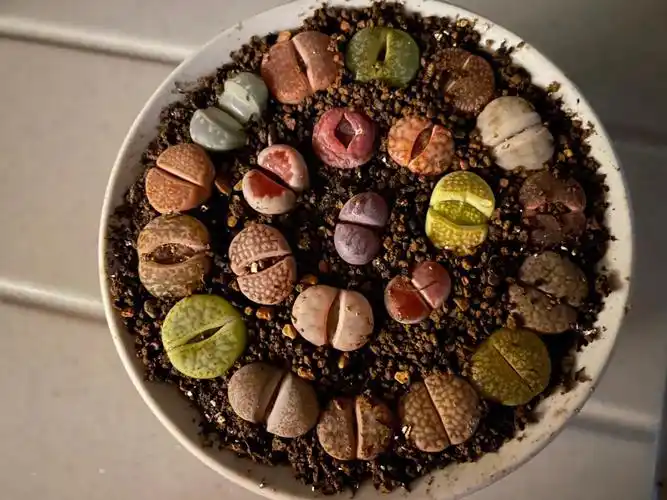 第一次养石生花