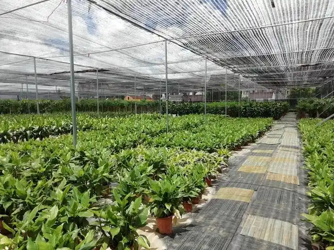 欢迎光临上海办公室植物租赁公司网站