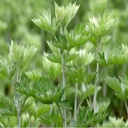 保存艾草的方法,这样可以存一年,真正做到想吃就吃,特别方便