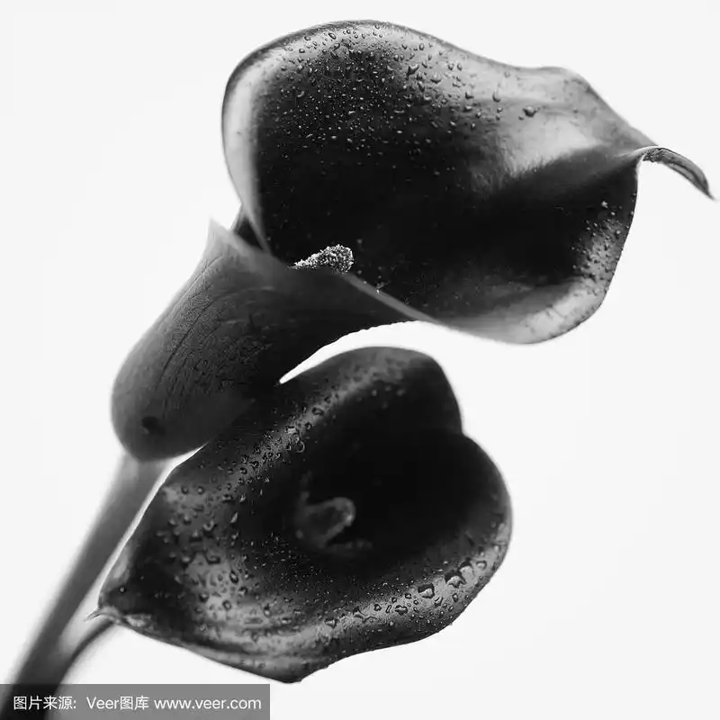 两朵黑马蹄莲花