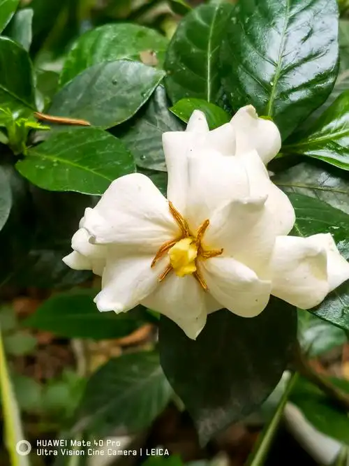 栀子花别名黄果子山黄枝水栀子越桃