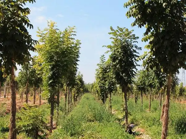 昌吉水曲柳苗木,新疆水曲柳树苗,新疆水曲柳基地-东方苗木网