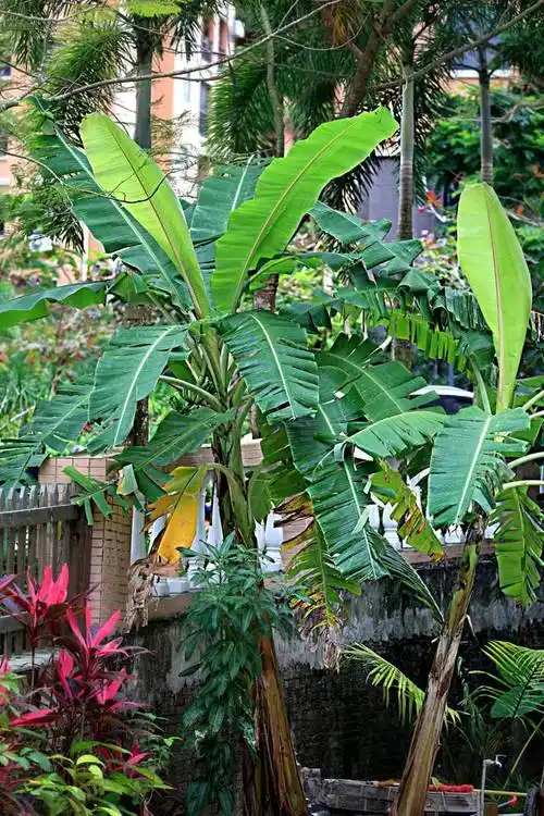 不认识几种热带植物怎么好意思说到过海南?_手机搜狐网