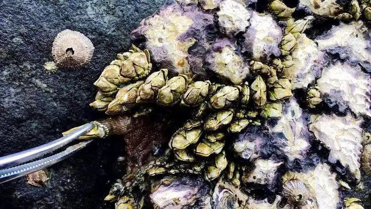 闲牛这次赶海又发现一大窝极品佛手螺,慢慢拔出来,看着好过瘾