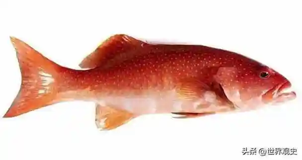 石斑鱼最贵的五个品种,其肉质更是鲜美无比!