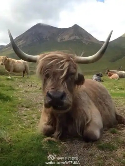 苏格兰的牛,不知该说是帅气还是非主流……还是内马尔