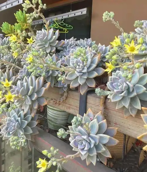 养了5年的淡雪,叶片肥美鲜艳,都说成了多肉的天花板,你同意吗