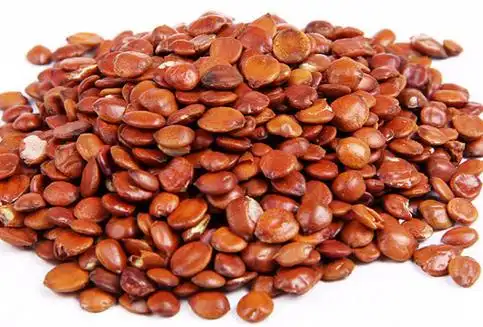 枣仁的功效与作用_枣仁营养价值药材-五谷养生网