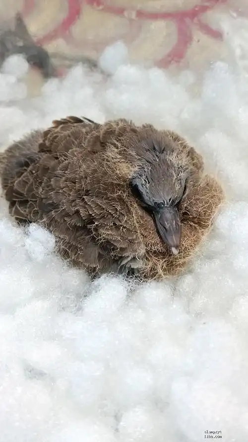 珠颈斑鸠的幼鸟从鸟巢里掉出来了,大鸟还会再去喂它吗?