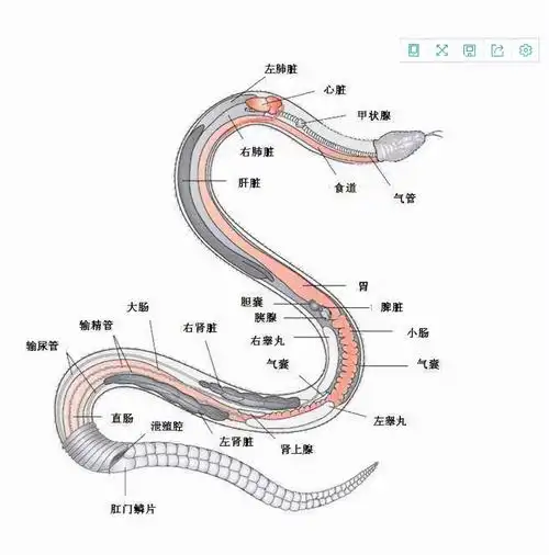 蛇窝广东一仓库发现16条眼镜蛇幼蛇被抓母蛇会来复仇吗