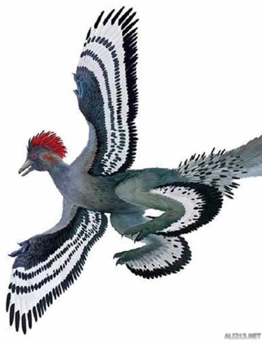 世界十大迷你恐龙 最小恐龙只有几厘米!最后什么鬼?