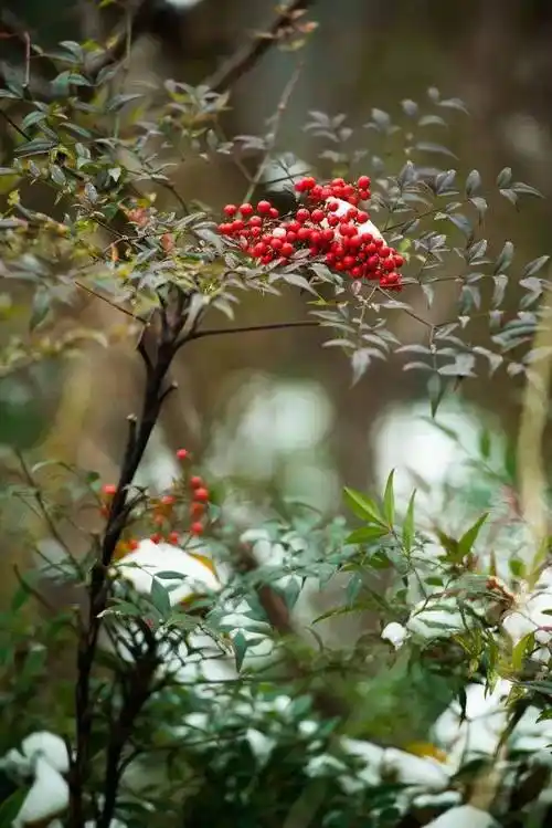 15种秋冬"网红"花,你肯定认不全