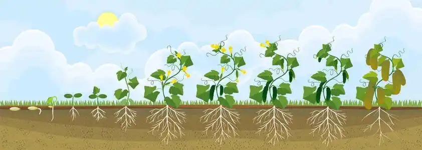 黄瓜植株的生命周期.从种子和发芽到成年植株的生长阶段照片