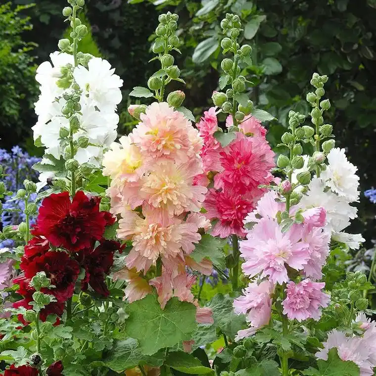 上新|重瓣蜀葵花型更加饱满,颜色丰富明快.花型圆润饱满,层层 - 抖音