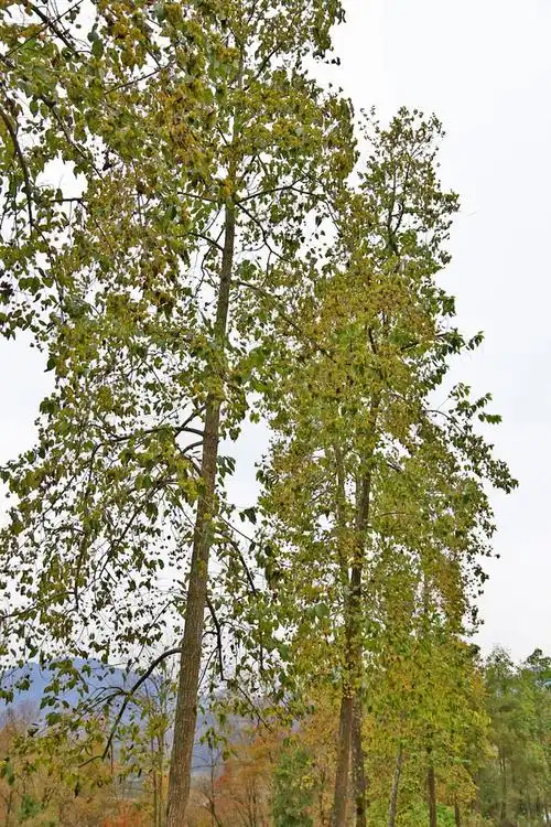喜树,又称旱莲,水栗,水桐树,天梓树,千丈树,野芭蕉,水漠子等,树干高大