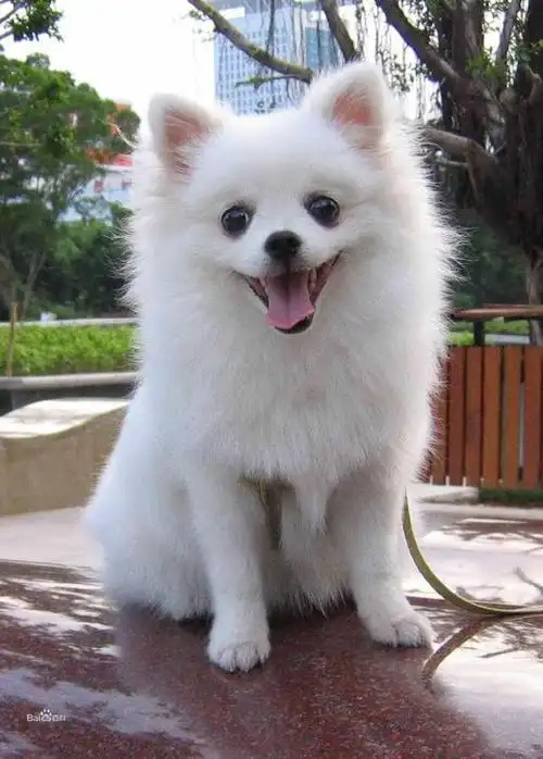 博美犬的6大优点,看完我也想买一只