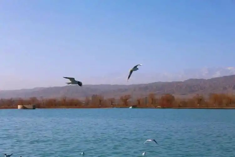 【奇观共赏】嘉峪关南湖,翩翩海鸥舞动生态和谐新篇章_澎湃号·政务