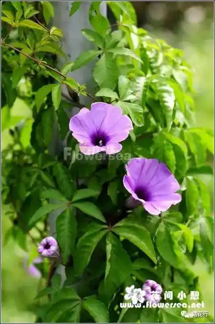 华南野花集——夏季篇(3)