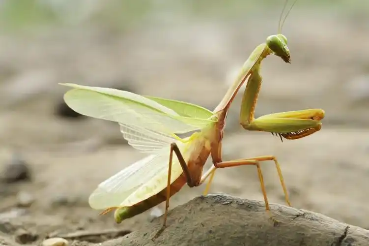 螳螂产卵期大概在每年7月中旬,多数种类陆续进入成虫期,于8月下旬雌雄