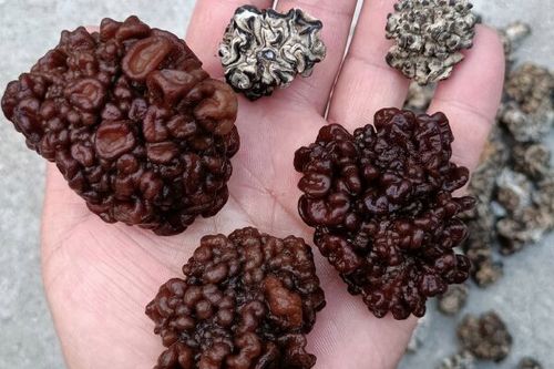 0/袋 猴脑菇,猴脑菌,核桃菌玛卡菌玛咖菌松花菌猴脑一手货源批发零售