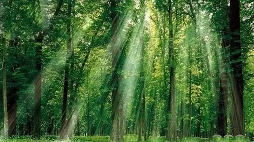 原生态森林氧吧场景