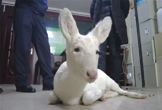 "大脑斧""傻狍子""白色神兽"……珍稀动物为啥频频现身?