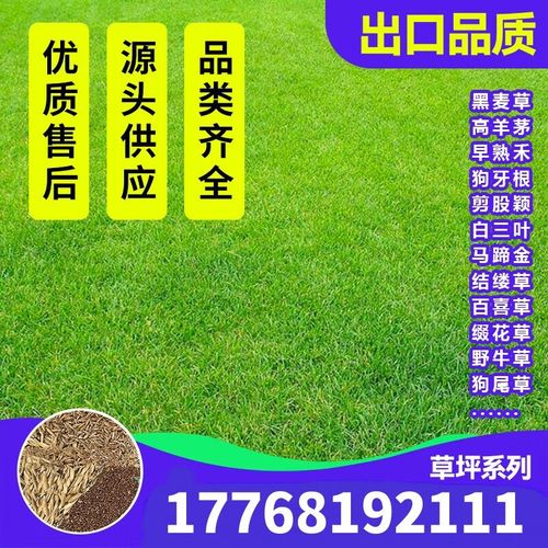 混播四季青草籽四季种狗牙根早熟禾黑麦草高羊茅护坡草籽 混播四季青