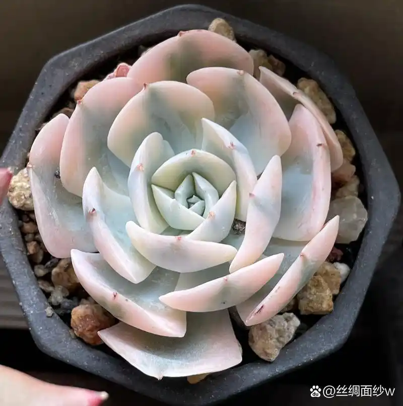 多肉 鲁氏 图一是养了多年的鲁氏石莲, 图二是刚服盆的鲁氏石莲锦.