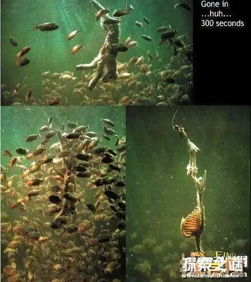 食人鱼:嗜血啃肉的恐怖水虎鱼这则"食人鱼吃小孩只剩骨头"的传闻看
