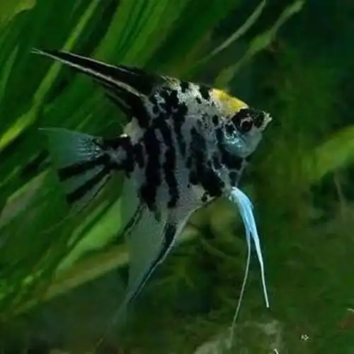 品牌: 工匠时光 商品名称:【京东推荐】神仙鱼燕鱼秘鲁墨燕热带鱼蓝