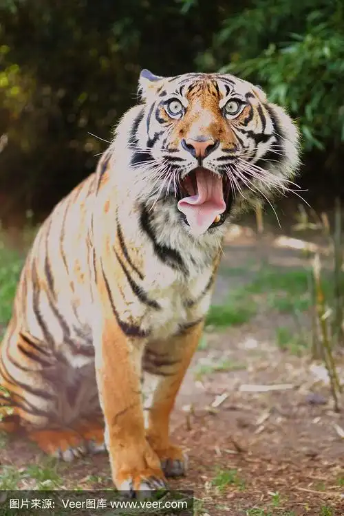 老虎有一张滑稽的脸