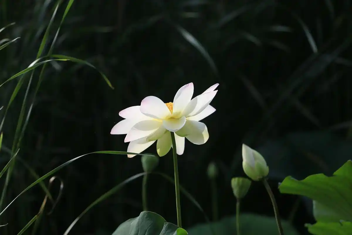 荷花摄影张儒雷