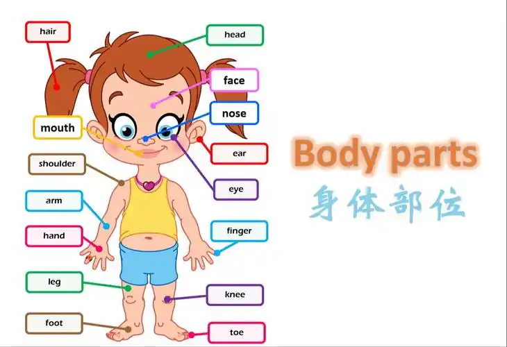 身体部位 body parts英语单词梳理
