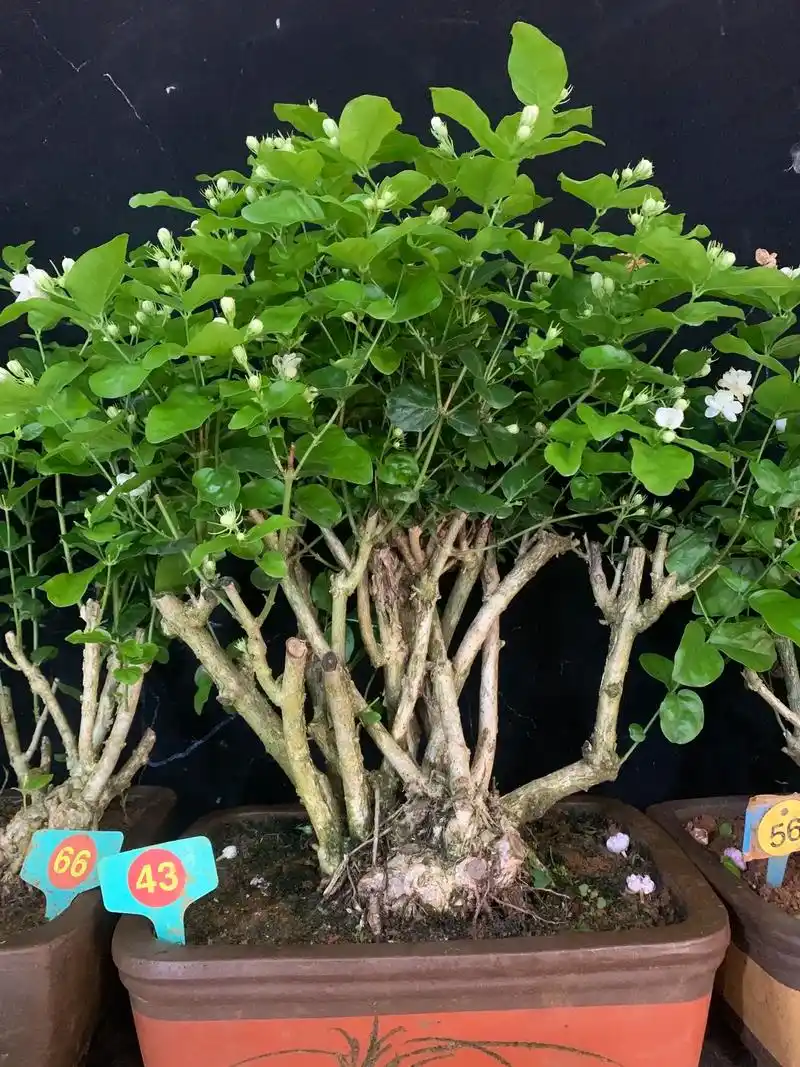 茉莉花精品老桩#茉莉花开 #抖音助农 #花卉绿植 - 抖音