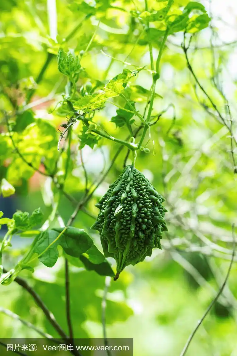 苦瓜,水果,有机食品,草本,叶子