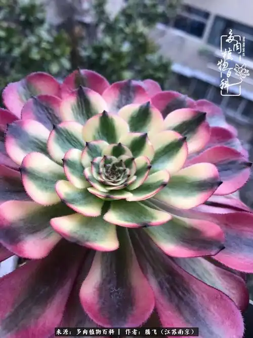 几百个品种,上千盆多肉,风风雨雨养肉人,开开心心每一天!