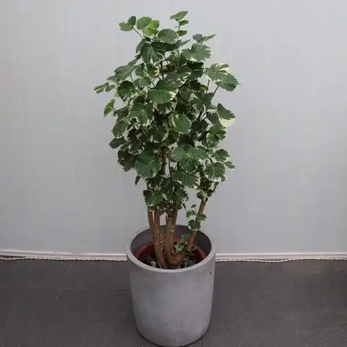 绿植圆叶金叶福禄树桩盆景办公桌客厅观叶植物植物大型绿植