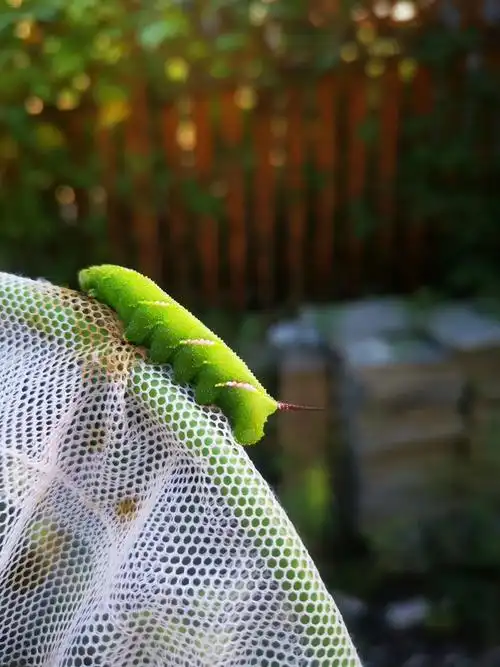 榆绿天蛾幼虫