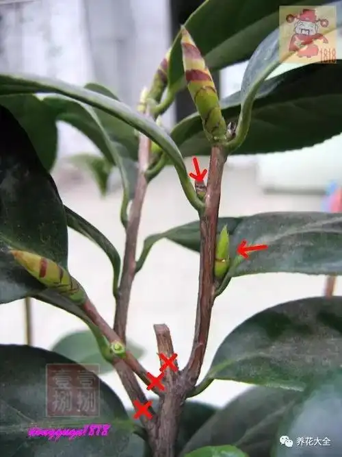 徒长枝 page 6 - garden manage - gfinger is the best garden manag