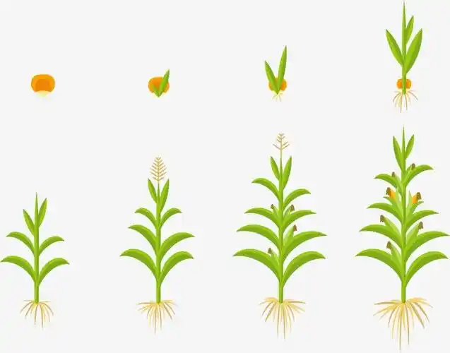 本次课堂活动的开展,让幼儿了解了玉米生长的过程及农民种植的辛苦.