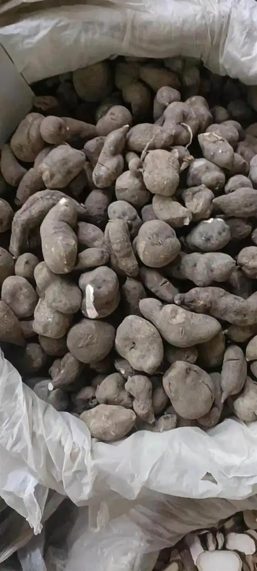 中药材批发天龙