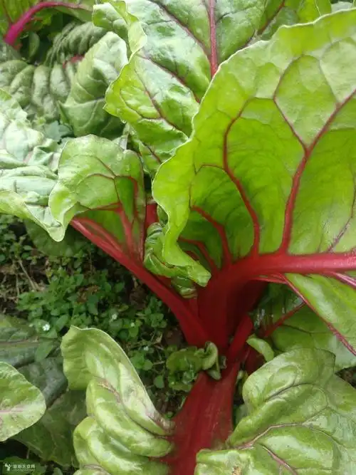 鲜红的牛皮菜,吃了还会治病?