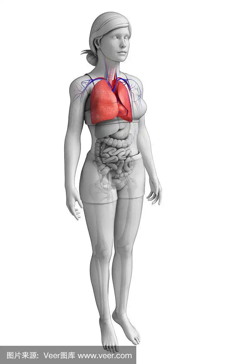 女性肺解剖
