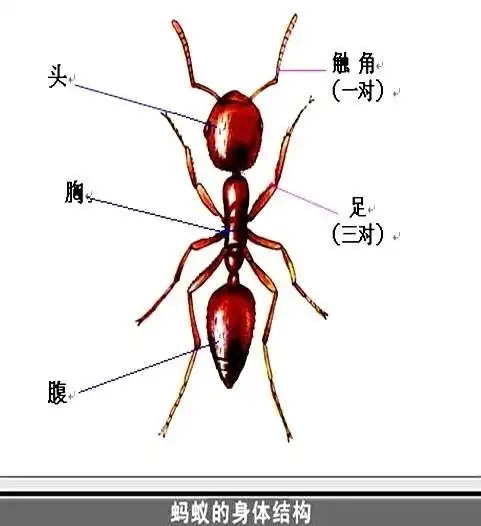 原来蚂蚁的身体是这样组成的!