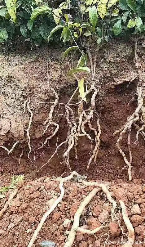 来源:天地云图中药产业大数据 巴戟天是十大南药,为多年生根茎类