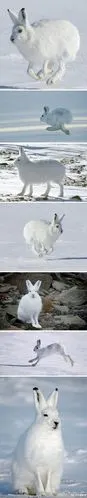 北极兔(学名: lepus arcticus), 是兔科,兔属的哺乳动物.