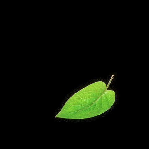 gif-花瓣网|陪你做生活的设计师 | 演示动画 炫光动画 动态图片 流光